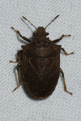 Amaurochrous cinctipes