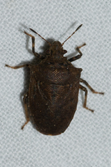 Amaurochrous cinctipes