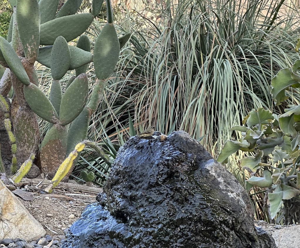 Ruby-crowned Kinglet from UCLA Mildred E. Mathias Botanical Garden, Los ...