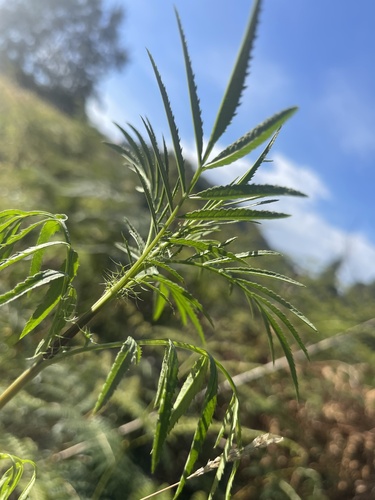 Foto de Erva-fedorenta