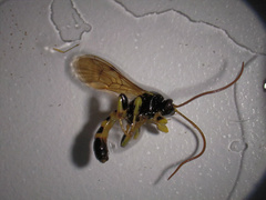 Colpotrochia trifasciata