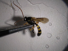 Colpotrochia trifasciata