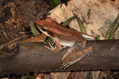 Eilogo Estate Frog, Hylarana garritor