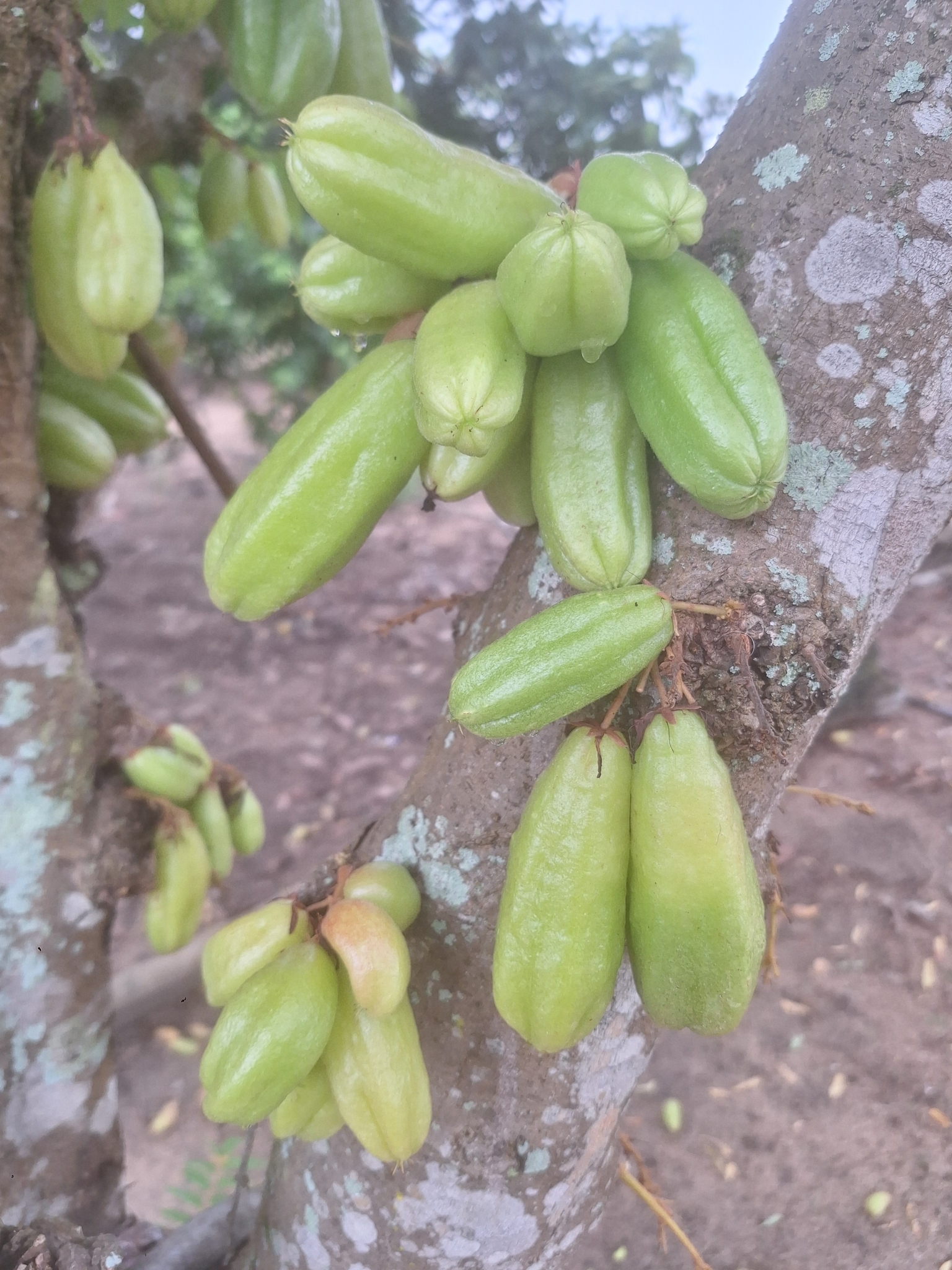 Imagem de Bilimbi