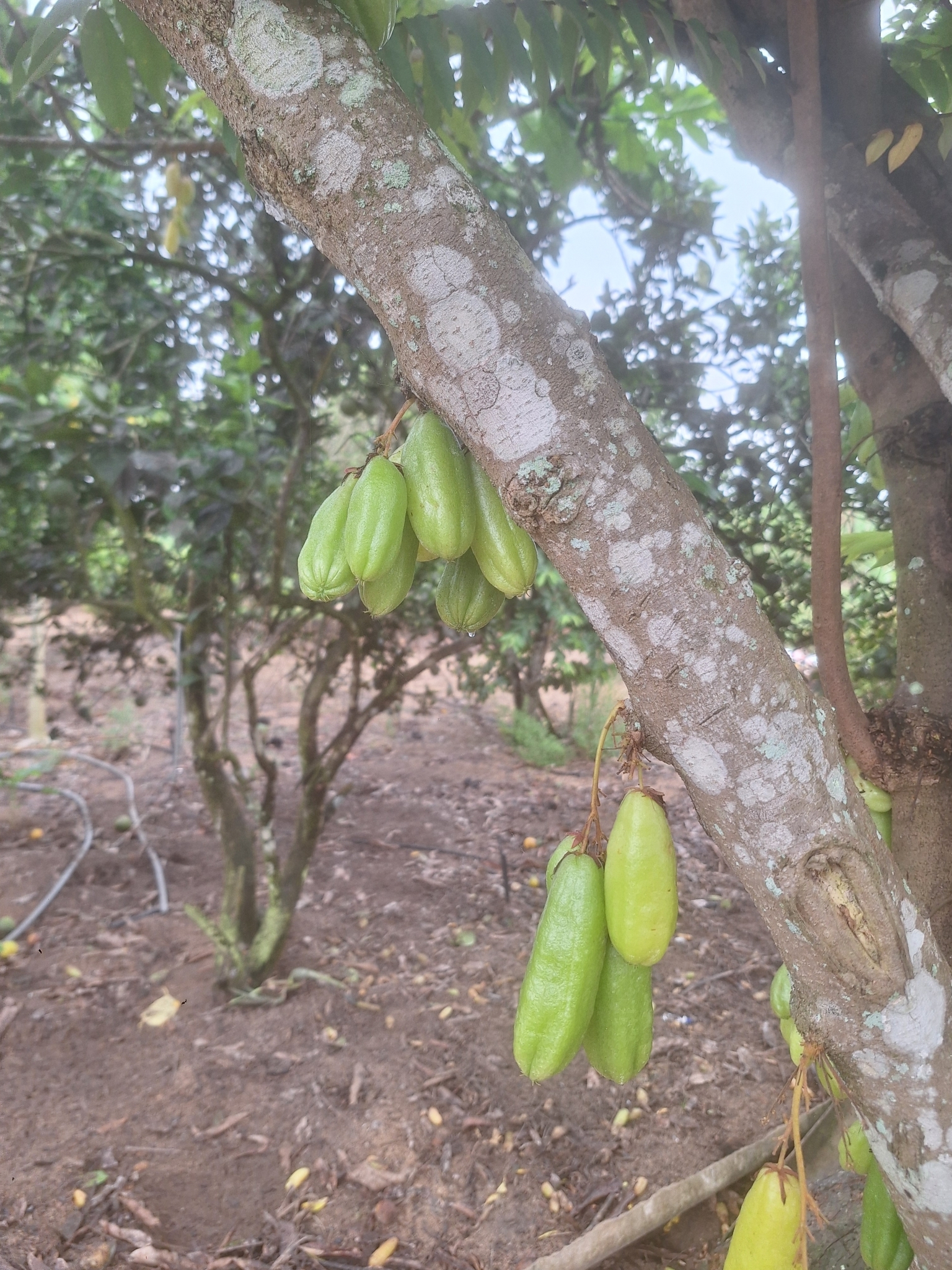 Imagem de Bilimbi