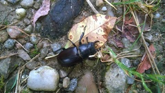 Lucanus tetraodon