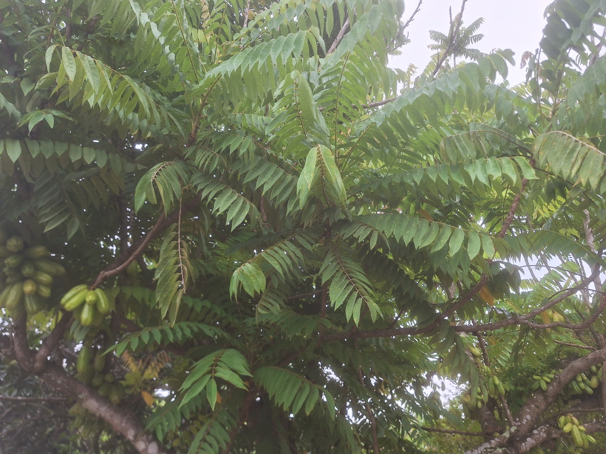 Imagem de Bilimbi