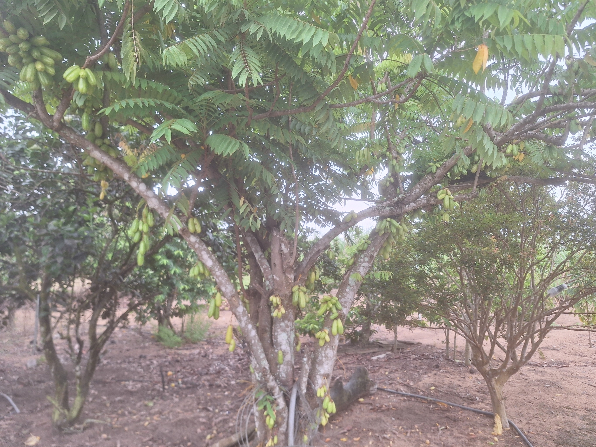 Imagem de Bilimbi