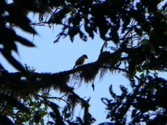 Anisognathus notabilis