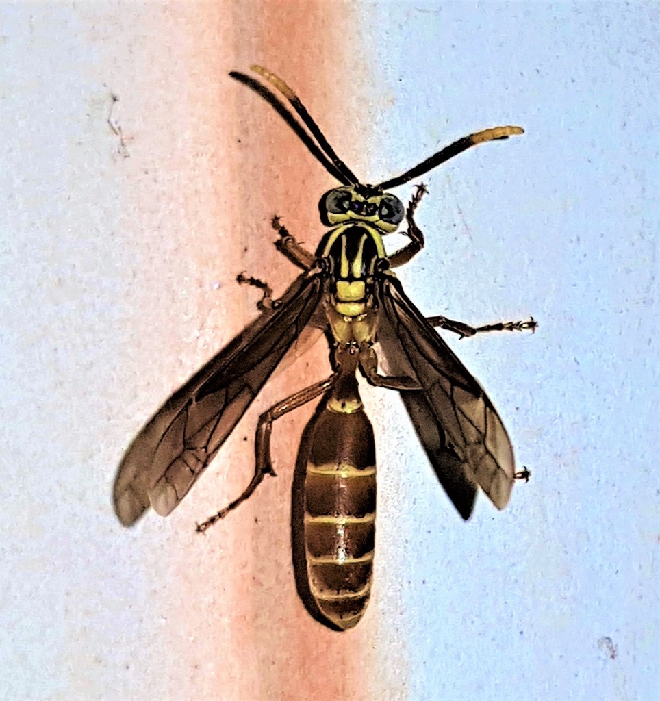Apoica strigata