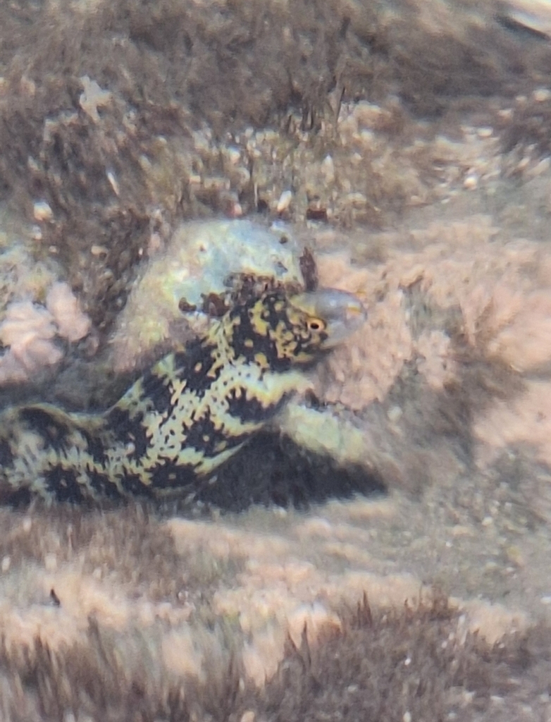Snowflake moray
