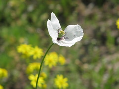 Papaver albiflorum