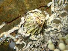 Tall-ribbed Limpet