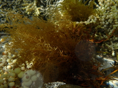 Y-branched Algae