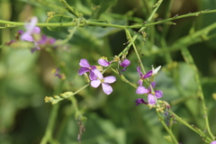 Physorhynchus chamaerapistrum