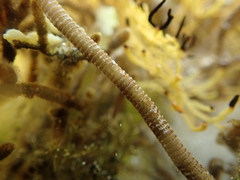 Diploporella alata
