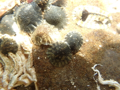 Leathery Sea Slug