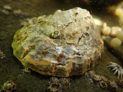 Orange-edged limpet
