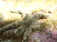 Four-and-four Sea Star