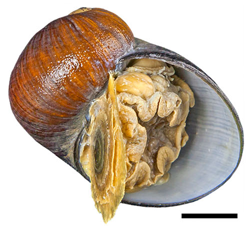 Gigantopelta