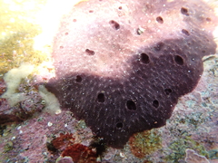 Chelonaplysilla violacea