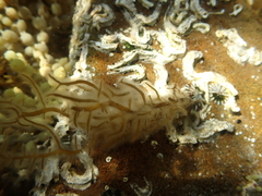 brown algae