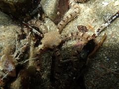 Ophionereis schayeri
