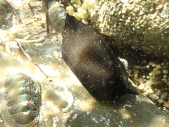 Elephant Snail