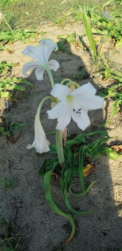 Ceylon swamplily (Crinum zeylanicum)