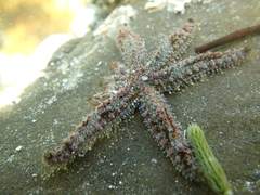 Eleven-armed Sea Star