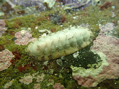 Elongate chiton