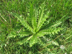 Cirsium roseolum