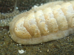 Ischnochiton