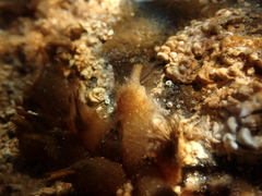 Ibla quadrivalvis