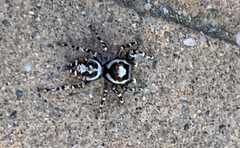 Phidippus comatus