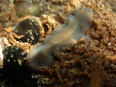 Notoplana