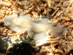 A marine flatworm on a rock underwater