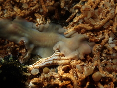 A marine flatworm on a rock underwater