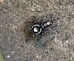 Phidippus comatus