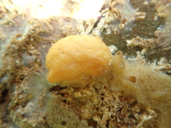 Sea Squirts