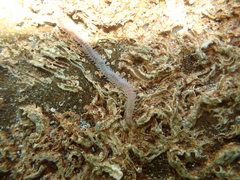 Ragworms and Allies