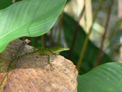 Anolis gemmosus