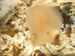 Fleshy Doriopsilla