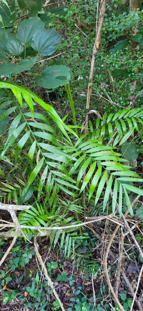 Chamaedorea seifrizii foliage