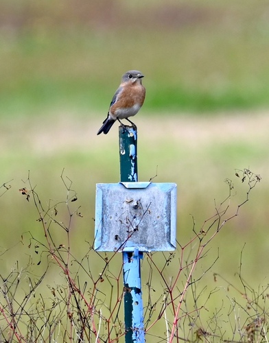 Eastern Bluebird photographed in Louisiana