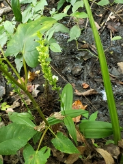 Platanthera flava flava