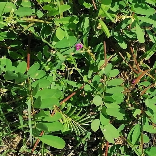 Image of Tephrosia purpurea by (c) tetyanakuchma, some rights reserved (CC BY)