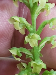 Platanthera flava flava