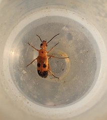 Nemognatha chrysomelina