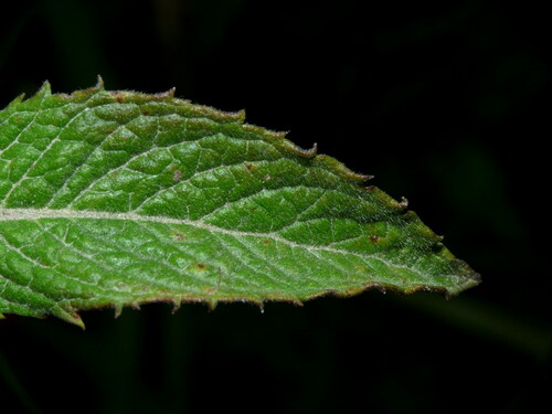 Hortelã-verde